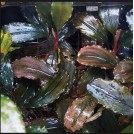 Буцефаландра Cherry (Bucephalandra sp. Cherry)