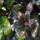 Буцефаландра Cherry (Bucephalandra sp. Cherry)