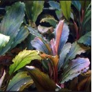 Буцефаландра Cherry (Bucephalandra sp. Cherry)