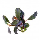 Буцефаландра Cherry (Bucephalandra sp. Cherry)