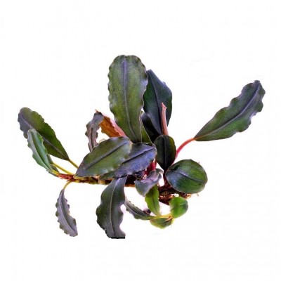 Купить - Буцефаландра Cherry (Bucephalandra sp. Cherry)