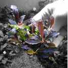 Буцефаландра Cherry (Bucephalandra sp. Cherry)