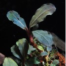 Буцефаландра Cherry (Bucephalandra sp. Cherry)