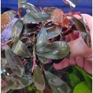 Буцефаландра Gost Long Leaf (Bucephalandra sp. Gost Long Leaf)