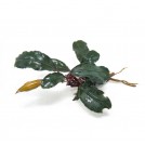 Буцефаландра Gost Long Leaf (Bucephalandra sp. Gost Long Leaf)