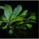 Буцефаландра Jade Pearl  (Bucephalandra sp. Jade Pearl)