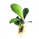 Буцефаландра Jade Pearl  (Bucephalandra sp. Jade Pearl)