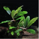 Буцефаландра Kualakuayan 1 (Bucephalandra sp. Kualakuayan 1)