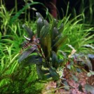 Буцефаландра Kualakuayan 1 (Bucephalandra sp. Kualakuayan 1)