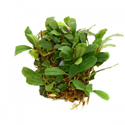 Купить - Буцефаландра Kualakuayan 1 (Bucephalandra sp. Kualakuayan 1)