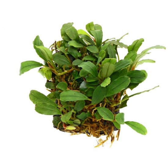 Буцефаландра Kualakuayan 1 (Bucephalandra sp. Kualakuayan 1)