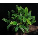 Буцефаландра Kualakuayan 1 (Bucephalandra sp. Kualakuayan 1)