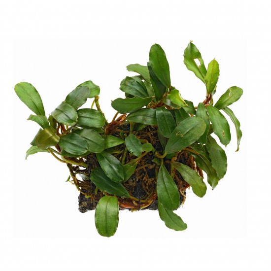 Буцефаландра Mini Theia (Bucephalandra sp. Mini Theia)