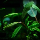Буцефаландра Silver Powder (Bucephalandra sp. Silver Powder, West Kalimantan)