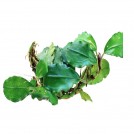 Буцефаландра Silver Powder (Bucephalandra sp. Silver Powder, West Kalimantan)
