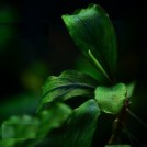 Буцефаландра Silver Powder (Bucephalandra sp. Silver Powder, West Kalimantan)