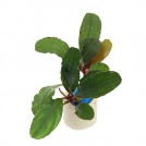 Буцефаландра Super Blue 2, Central Kalimantan (Bucephalandra sp. Super Blue 2, Central Kalimantan)