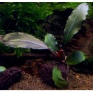 Буцефаландра Super Blue 2, Central Kalimantan (Bucephalandra sp. Super Blue 2, Central Kalimantan)