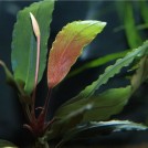 Буцефаландра Super Blue 2, Central Kalimantan (Bucephalandra sp. Super Blue 2, Central Kalimantan)
