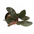 Буцефаландра Theia 9 (Bucephalandra sp. Theia 9)