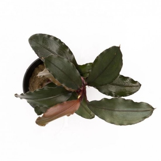 Буцефаландра Theia 9 (Bucephalandra sp. Theia 9)