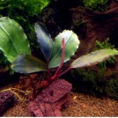 Буцефаландра Theia 9 (Bucephalandra sp. Theia 9)