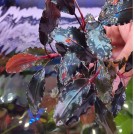 Буцефаландра Theia 9 (Bucephalandra sp. Theia 9)