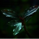 Буцефаландра Theia 9 (Bucephalandra sp. Theia 9)