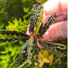 Буцефаландра Velvet Leaf 4 (Bucephalandra sp. Velvet Leaf 4)