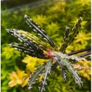 Буцефаландра Velvet Leaf 4 (Bucephalandra sp. Velvet Leaf 4)