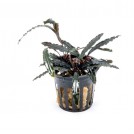 Буцефаландра Velvet Leaf 4 (Bucephalandra sp. Velvet Leaf 4)