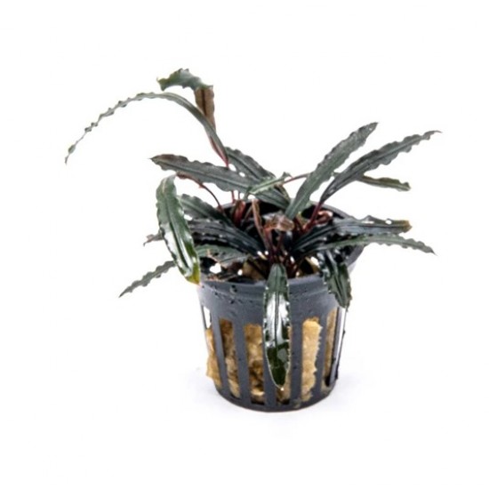 Буцефаландра Velvet Leaf 4 (Bucephalandra sp. Velvet Leaf 4)