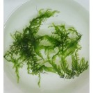 Мох китайский / Vesicularia sp. China