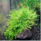 Мох китайский / Vesicularia sp. China