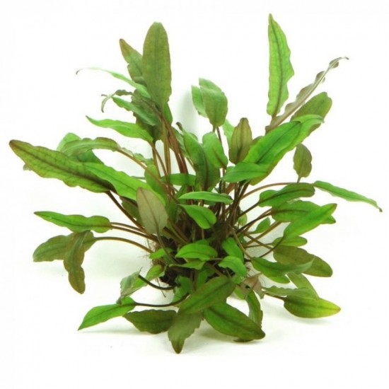 Криптокорина Беккета  (Cryptocoryne beckettii)