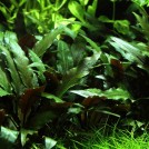 Криптокорина Беккета  (Cryptocoryne beckettii)
