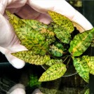 Криптокорина Нурі (Cryptocoryne Nurii)