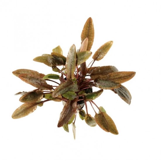 Криптокорина Нурі (Cryptocoryne Nurii)