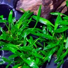 Криптокорина парва (Cryptocoryne parva)