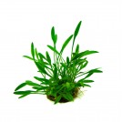 Криптокорина парва (Cryptocoryne parva)
