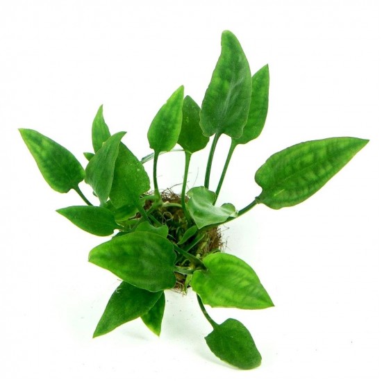 Криптокорина понтедериеволистная (Cryptocoryne pontederiifolia)