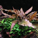 Криптокорина Вендта коричневая (Cryptocoryne wendtii rubella)