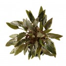 Криптокорина Вендта коричневая (Cryptocoryne wendtii rubella)