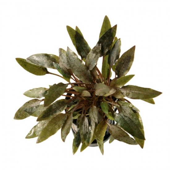Криптокорина Вендта коричневая (Cryptocoryne wendtii rubella)