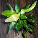 Эхинодорус Богемский (Echinodorus Bohemus)