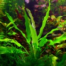 Эхинодорус Богемский (Echinodorus Bohemus)