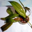 Ехінодорус Когнат (Echinodorus Cognat)