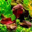 Эхинодорус Дарк Бьюти (Echinodorus "Dark Beauty")