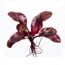 Эхинодорус Дарк Бьюти (Echinodorus "Dark Beauty")