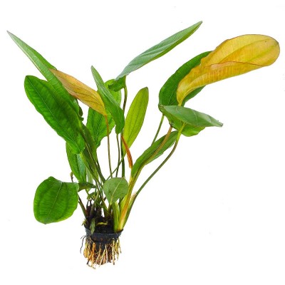 Купить - Эхинодорус Озирис (Echinodorus Osiris)